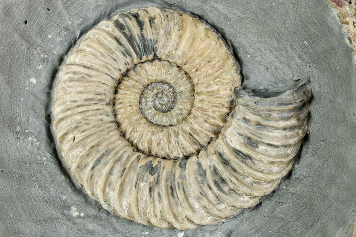 Jurassic Ammonite (Caenisites) Fossil - Dorset, England #240742